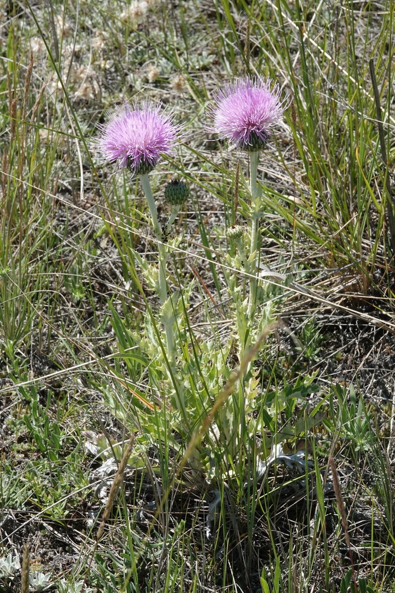 Wavyleaf Thistle photo 7