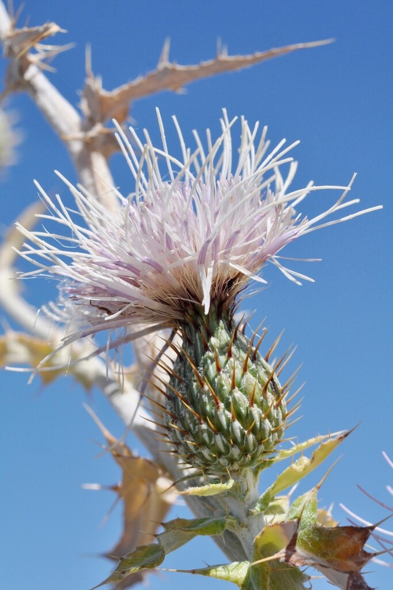 Wavyleaf Thistle photo 8