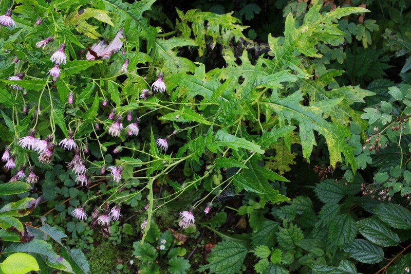 Cirsium uzenense photo 2