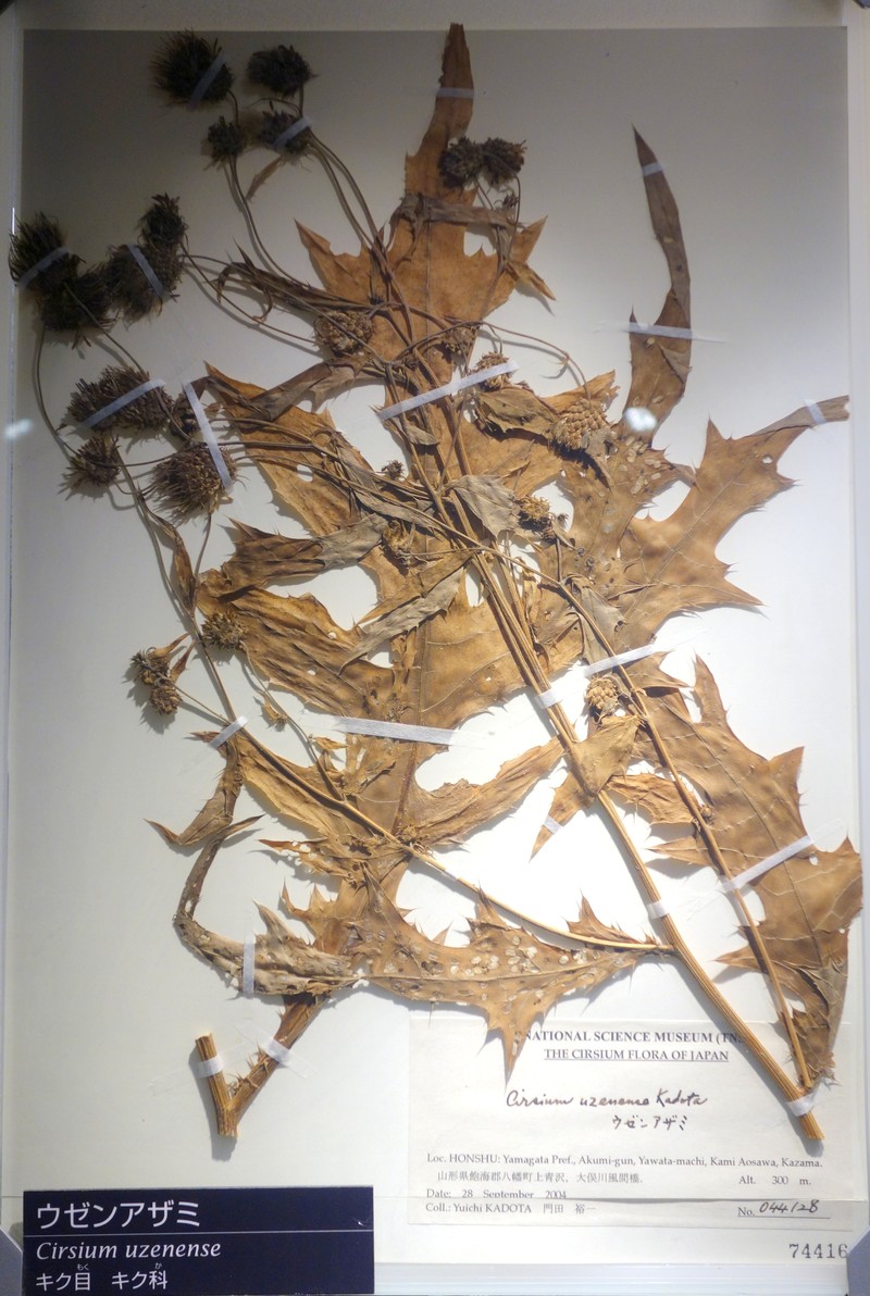 Cirsium uzenense