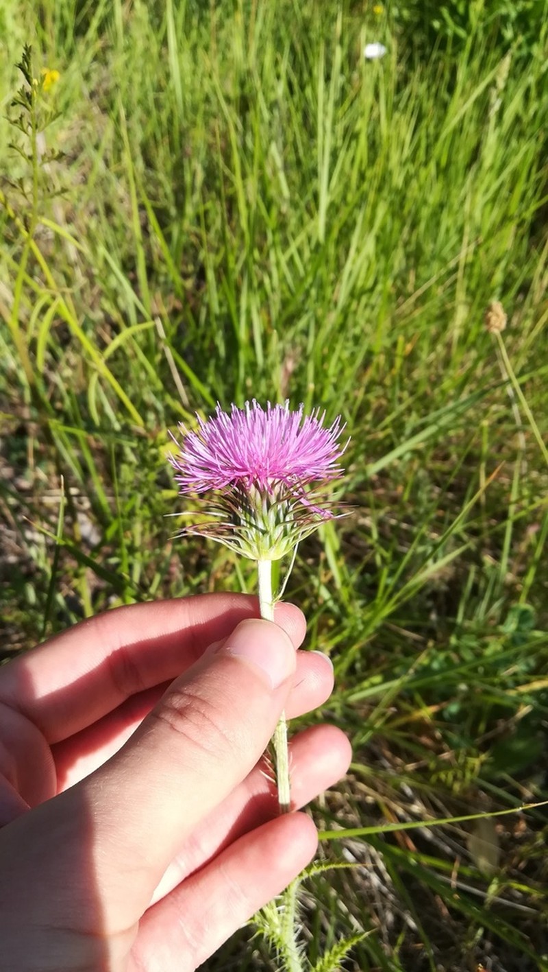 Cirsium valentinum