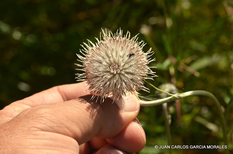 Cirsium velatum