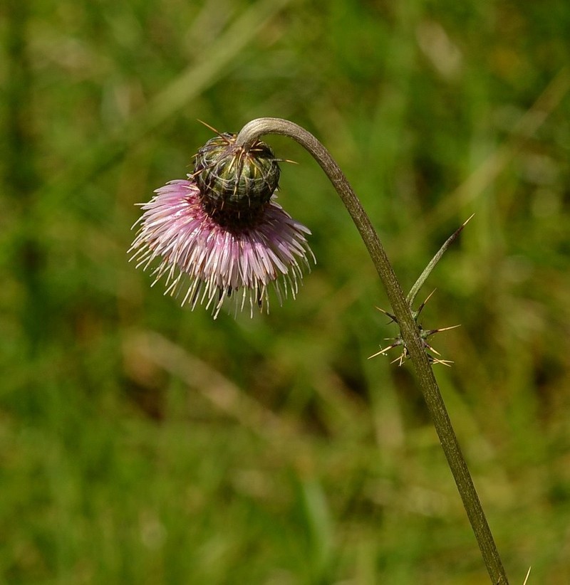 Cirsium velatum photo 2