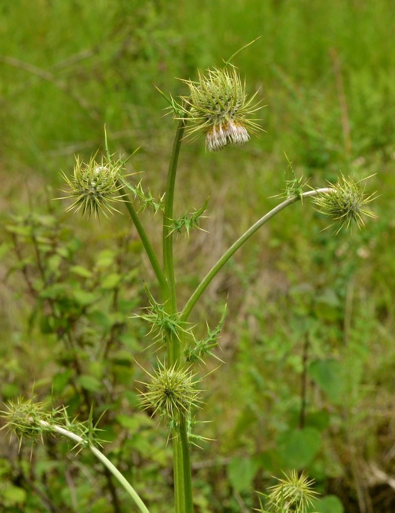 Cirsium velatum photo 3