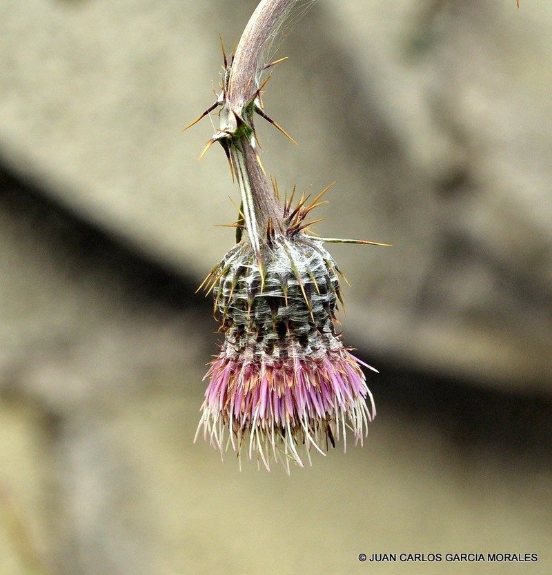Cirsium velatum photo 4