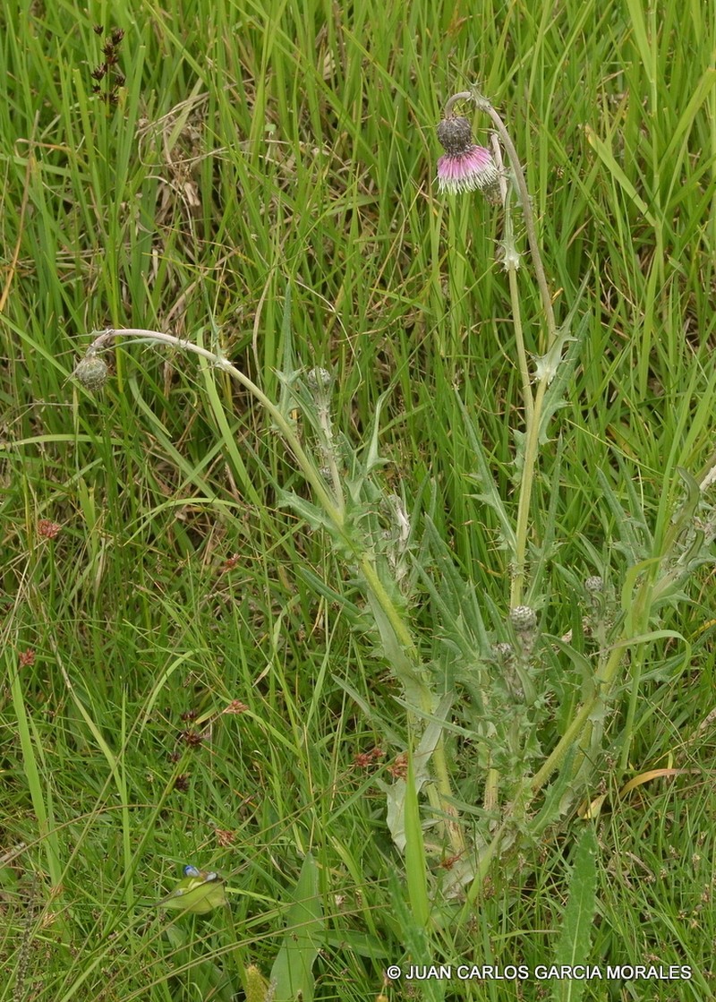 Cirsium velatum photo 5