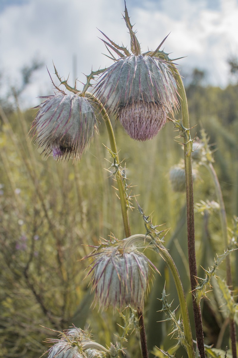 Cirsium velatum photo 6