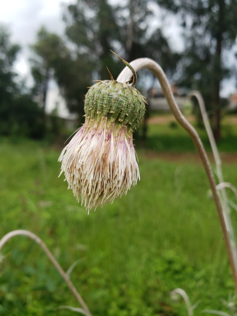Cirsium velatum photo 7