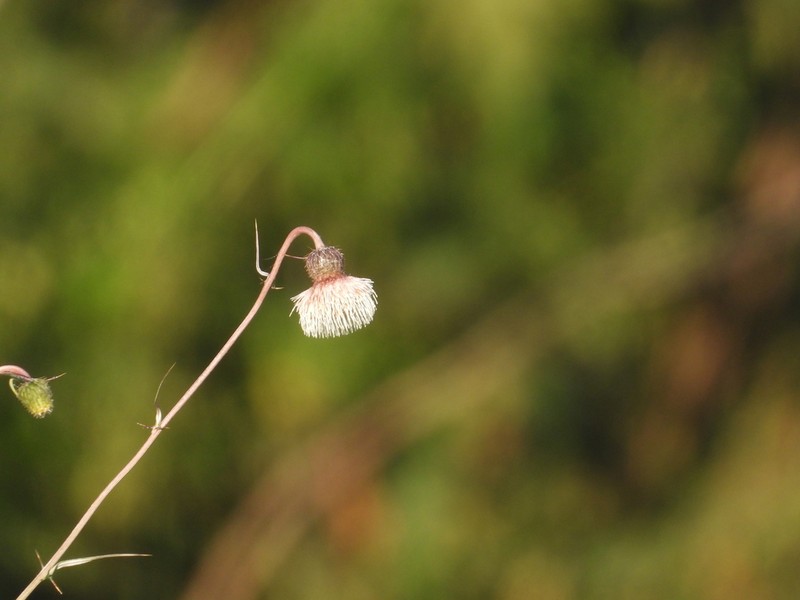 Cirsium velatum photo 8
