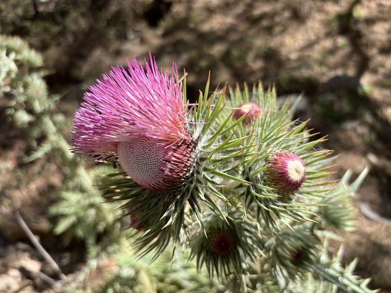 Cirsium vergelense