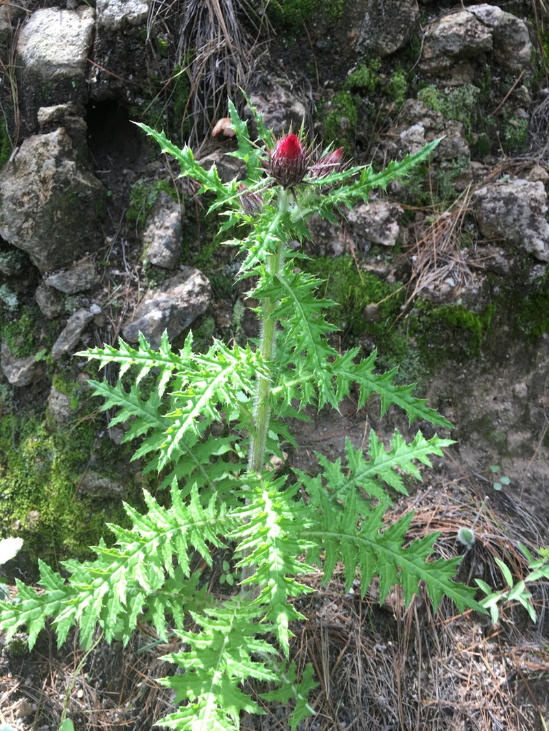 Cirsium vergelense photo 2