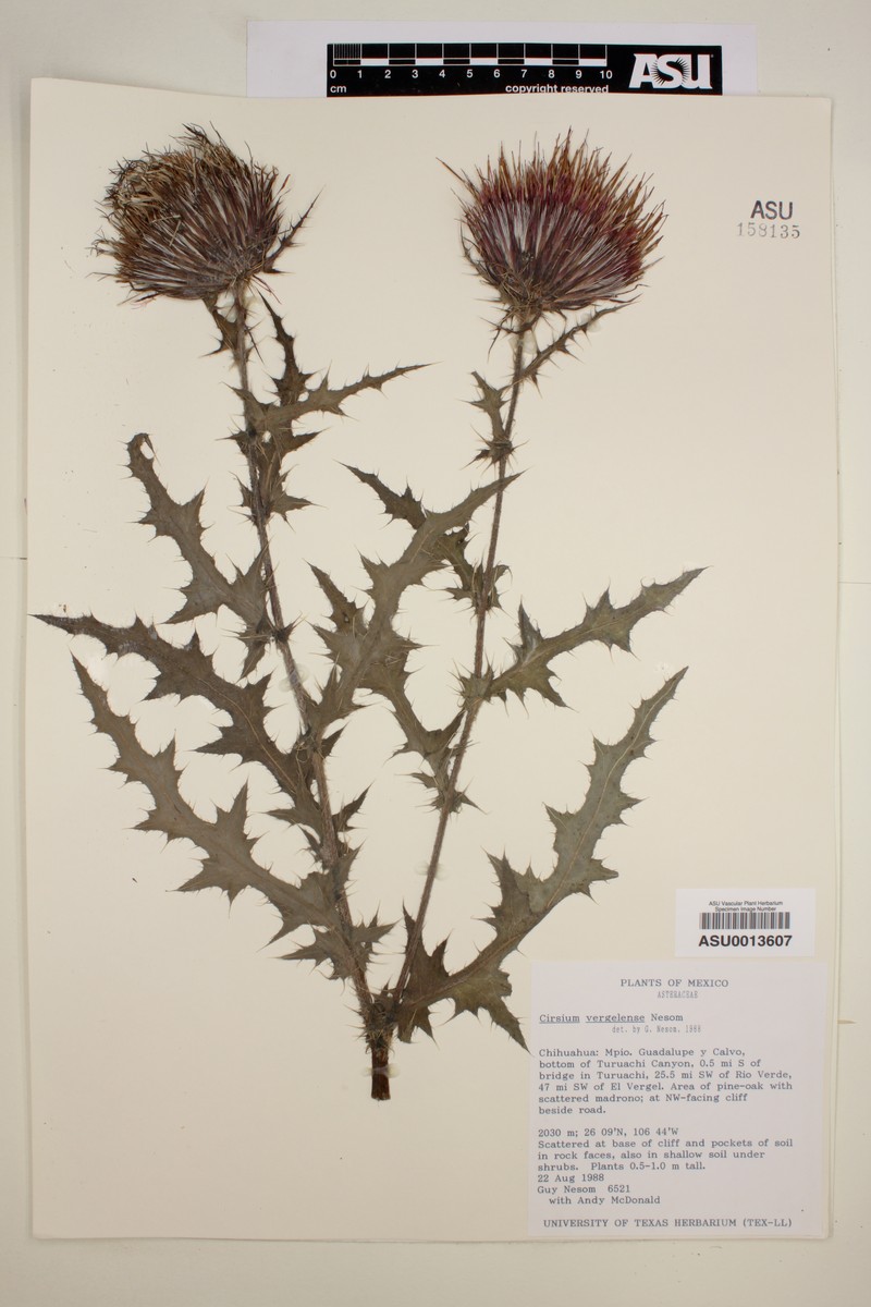 Cirsium vergelense photo 4
