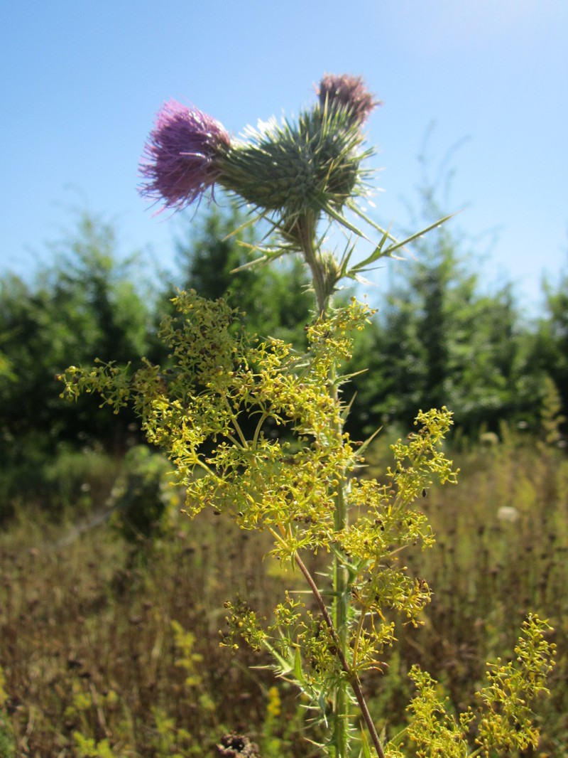 Cirsium verum