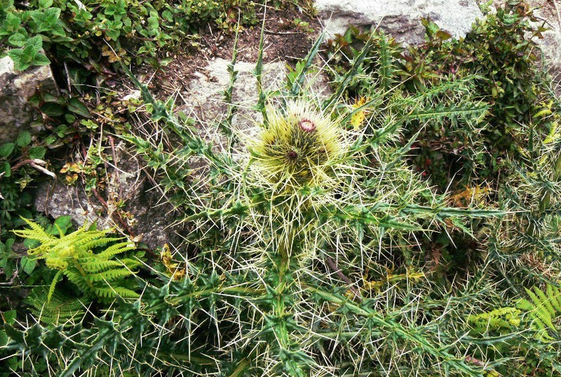 Cirsium verutum photo 2