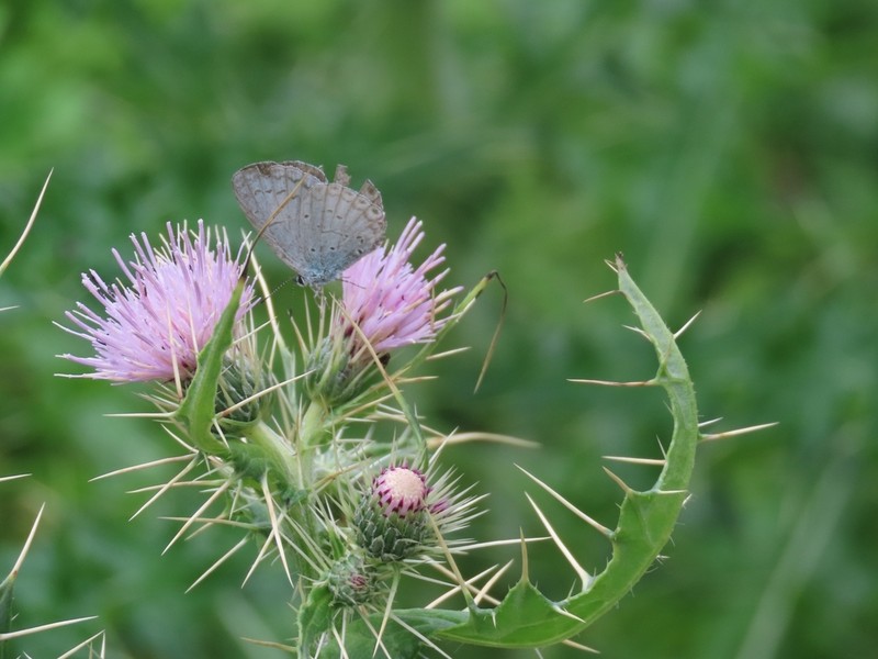 Cirsium verutum photo 3