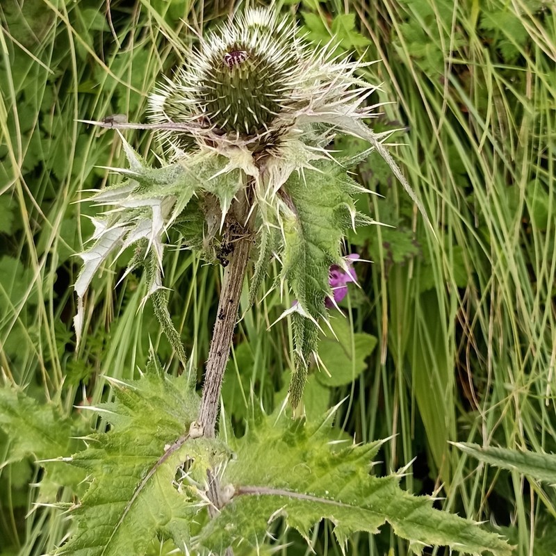Cirsium verutum photo 4