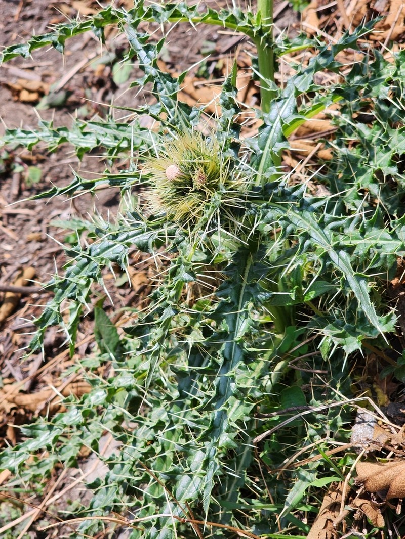 Cirsium verutum photo 5