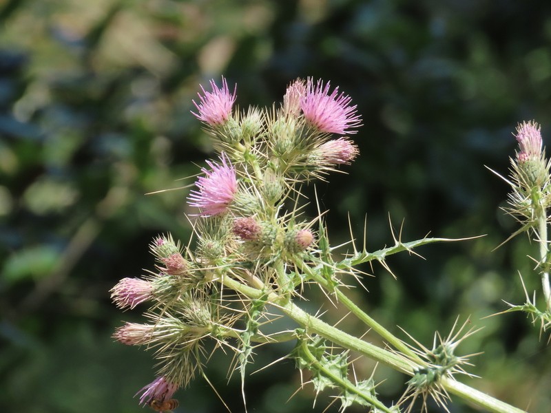 Cirsium verutum photo 6