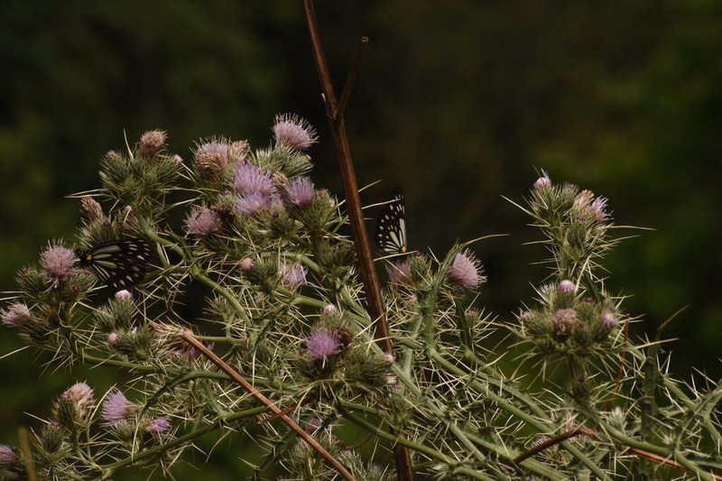 Cirsium verutum photo 7