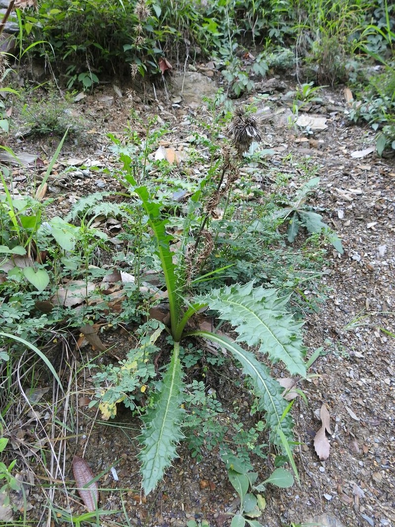 Cirsium verutum photo 8