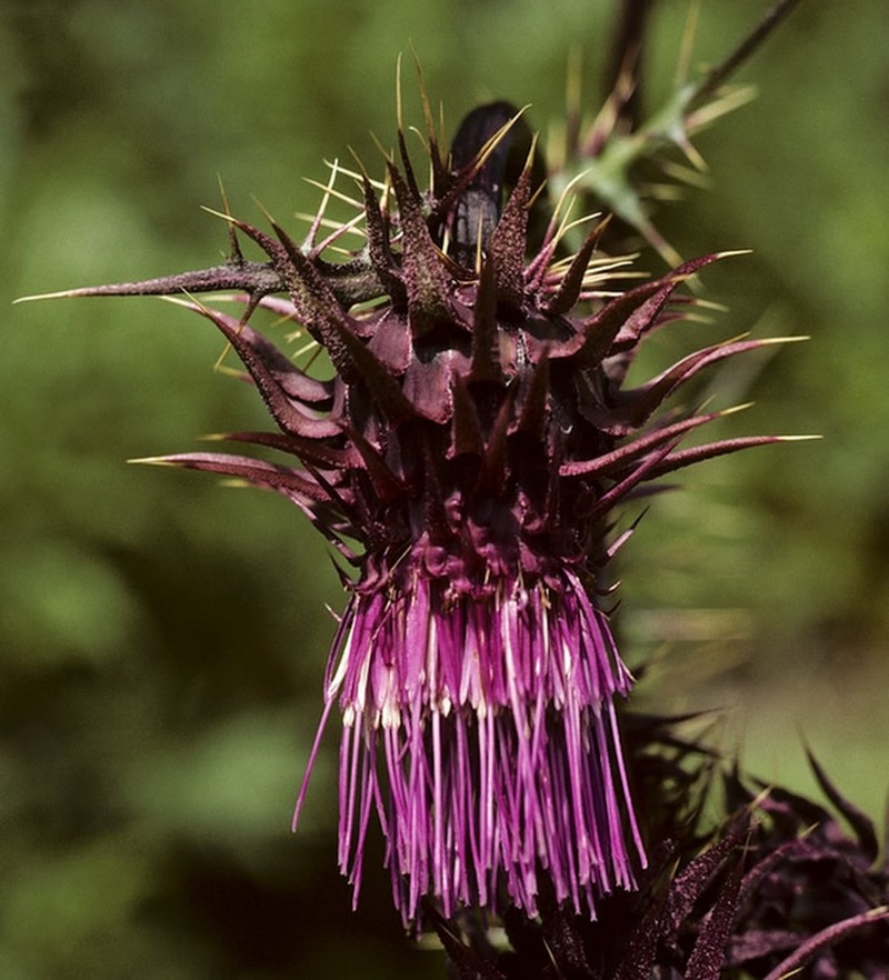 Sacramento Mountain Thistle