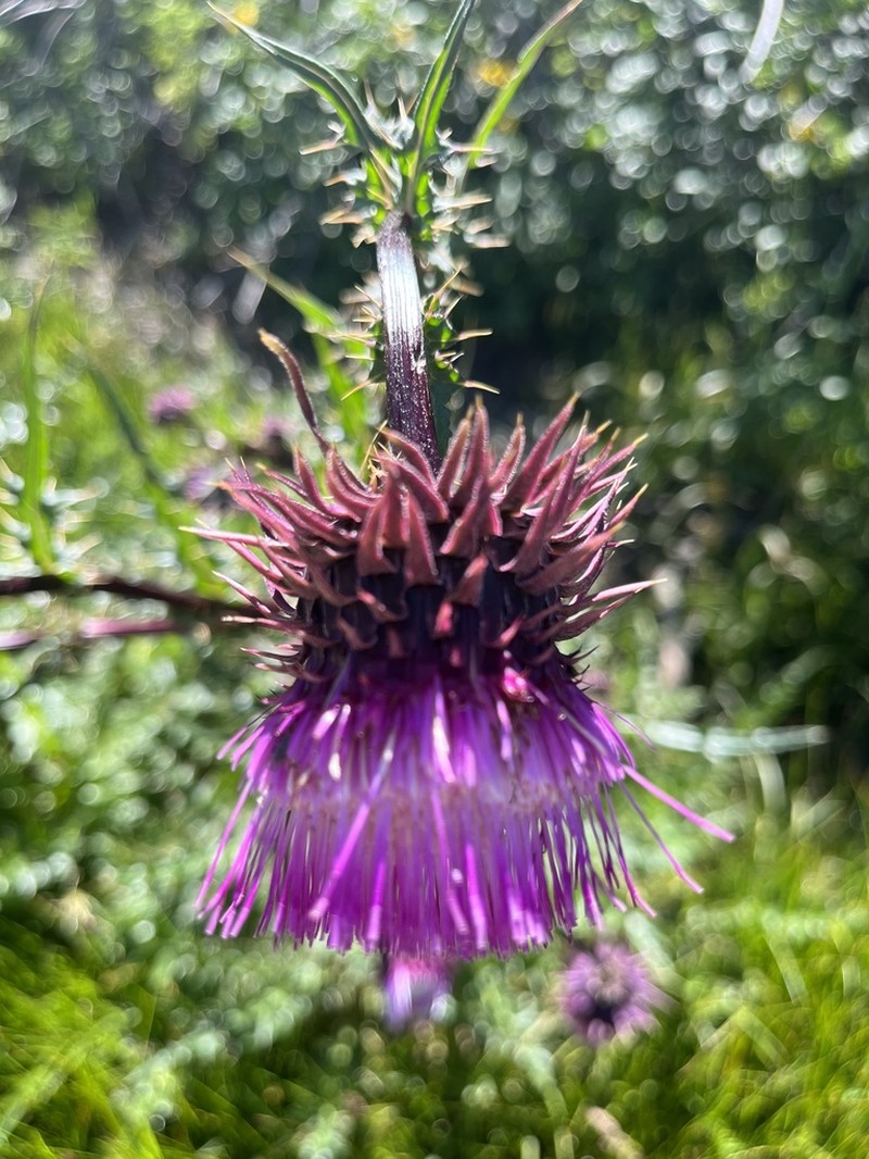Sacramento Mountain Thistle