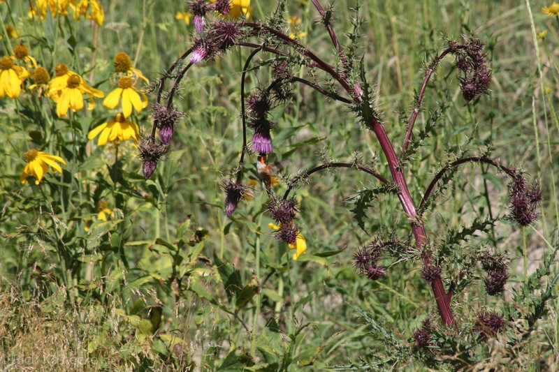Sacramento Mountain Thistle photo 2