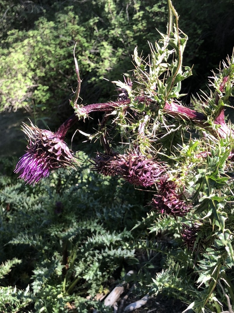 Sacramento Mountain Thistle photo 3