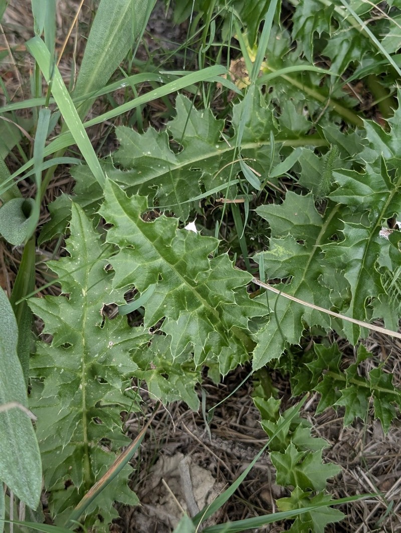 Sacramento Mountain Thistle photo 4