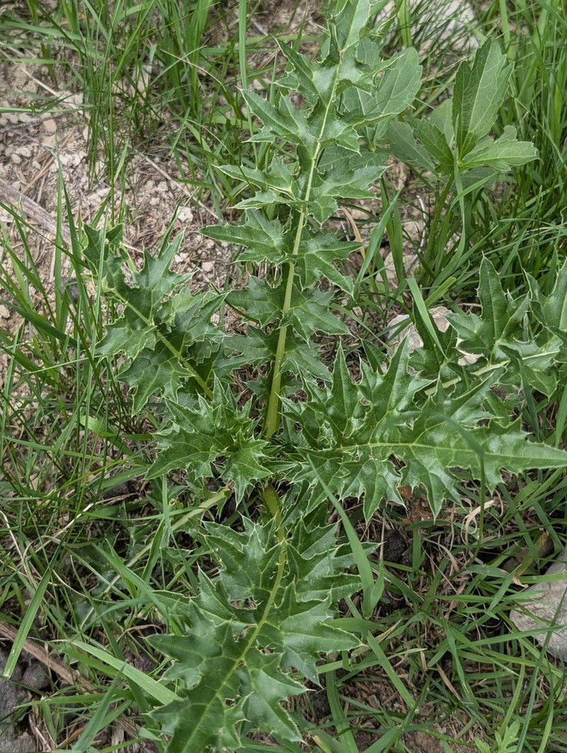 Sacramento Mountain Thistle photo 5