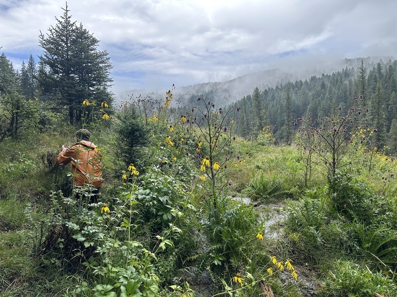 Sacramento Mountain Thistle photo 6