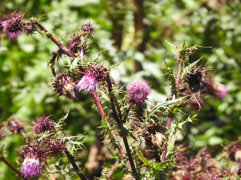 Sacramento Mountain Thistle photo 7