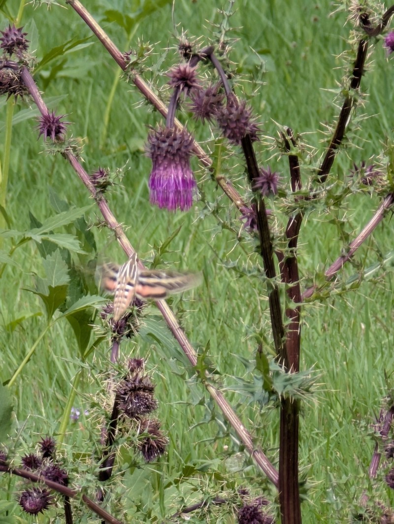 Sacramento Mountain Thistle photo 8