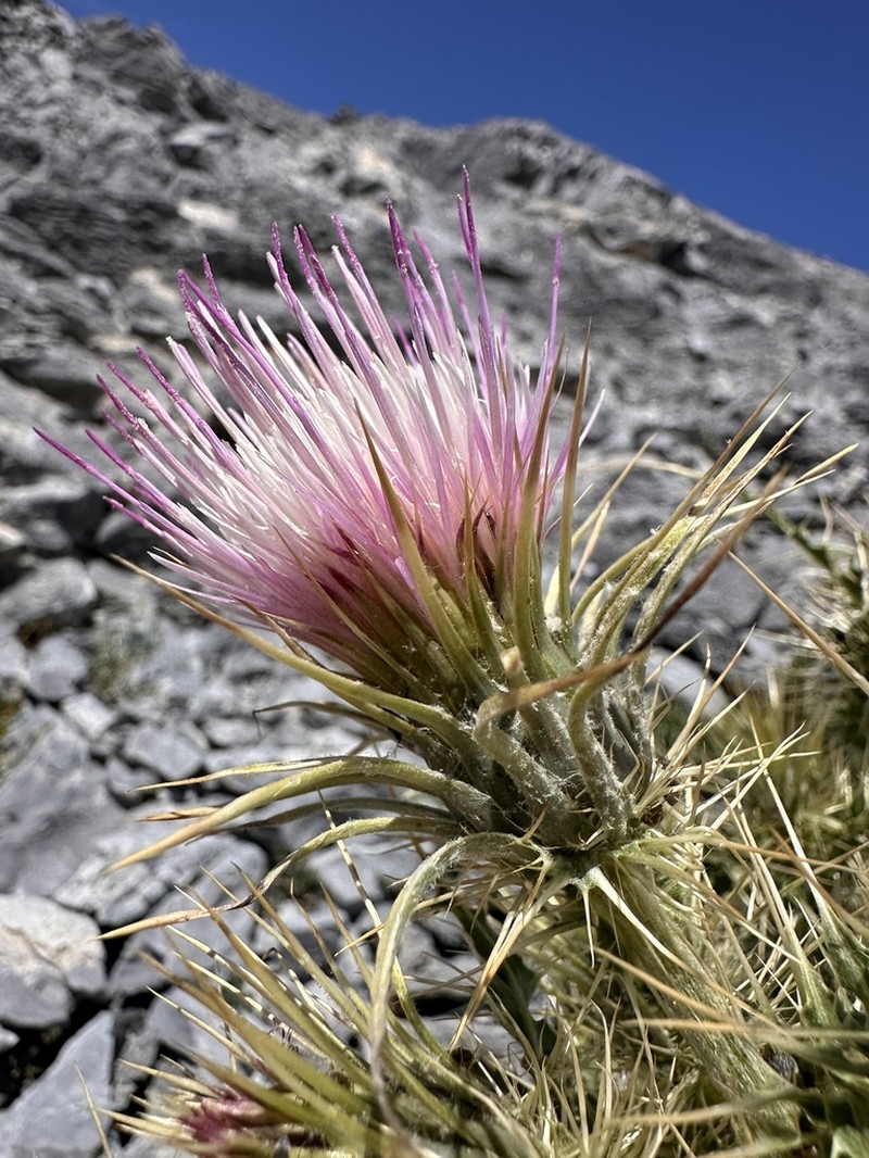 Cirsium viperinum