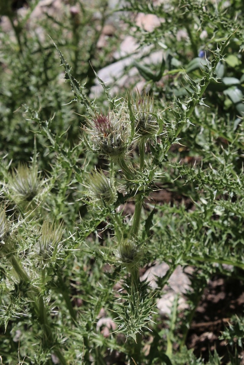 Cirsium viperinum photo 2