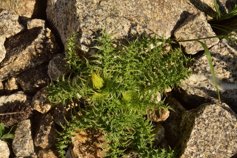 Cirsium viperinum photo 3