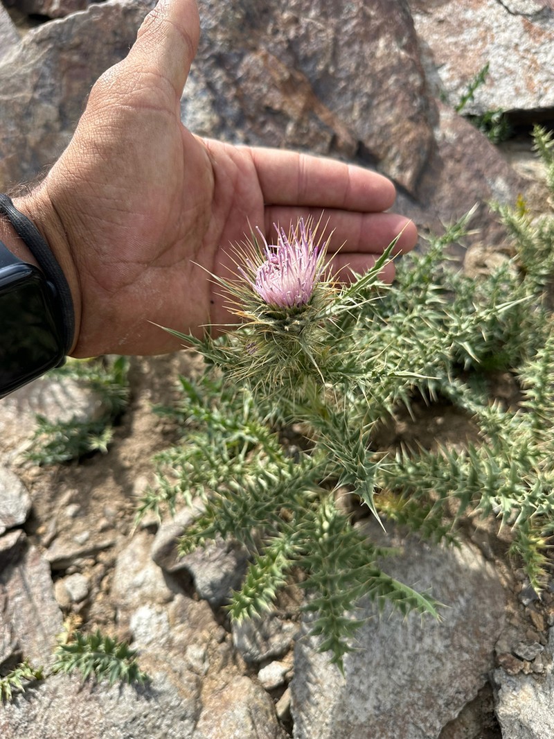 Cirsium viperinum photo 4