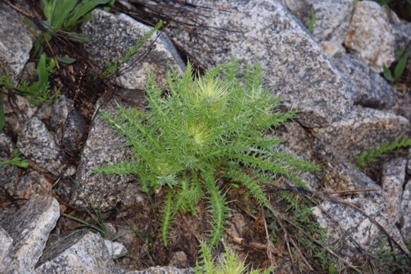 Cirsium viperinum photo 5
