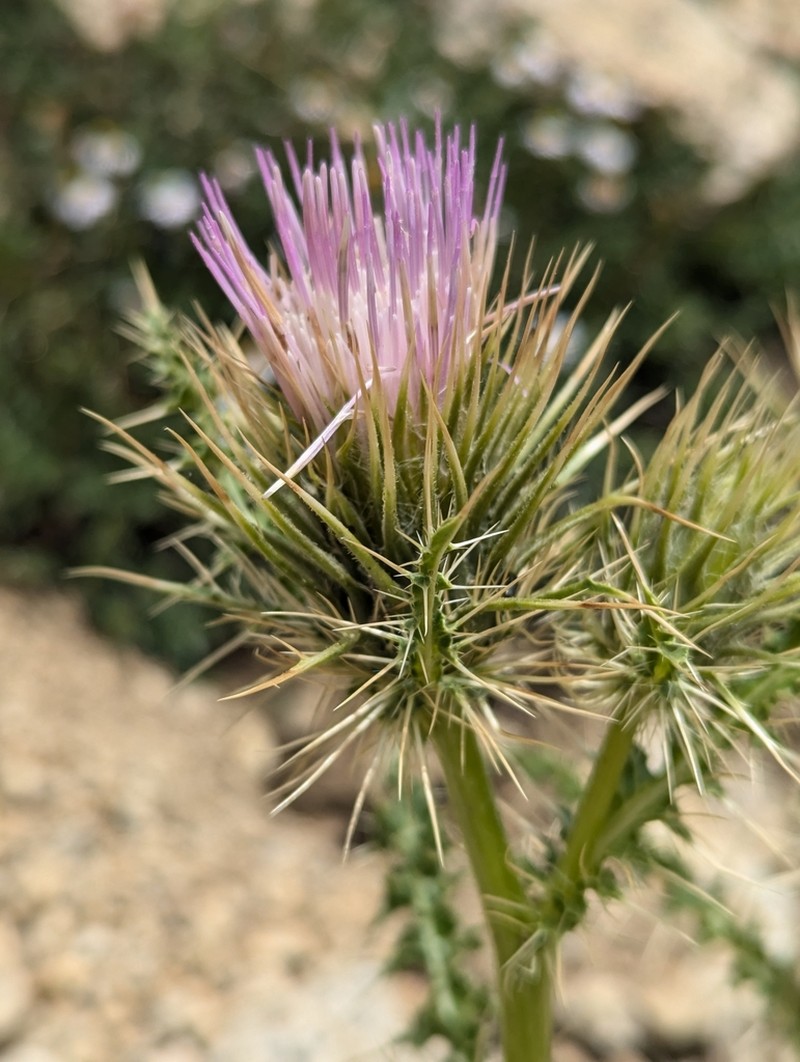 Cirsium viperinum photo 6