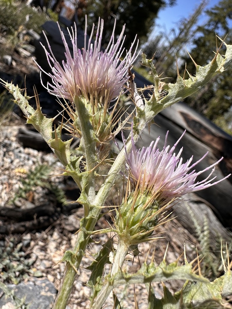 Cirsium viperinum photo 7
