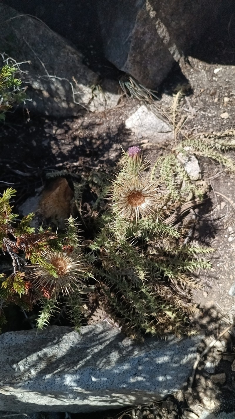 Cirsium viperinum photo 8