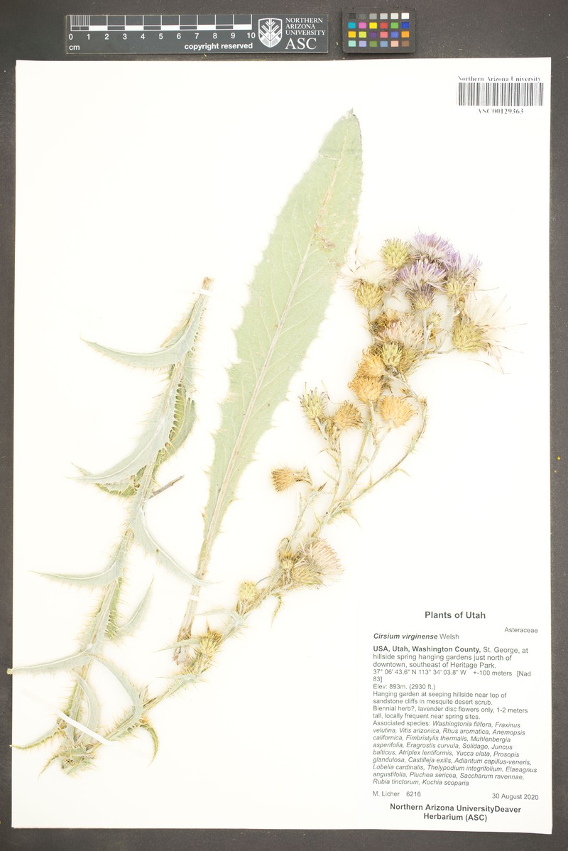 Virgin Thistle