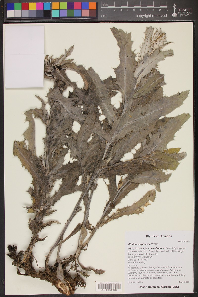 Virgin Thistle photo 2