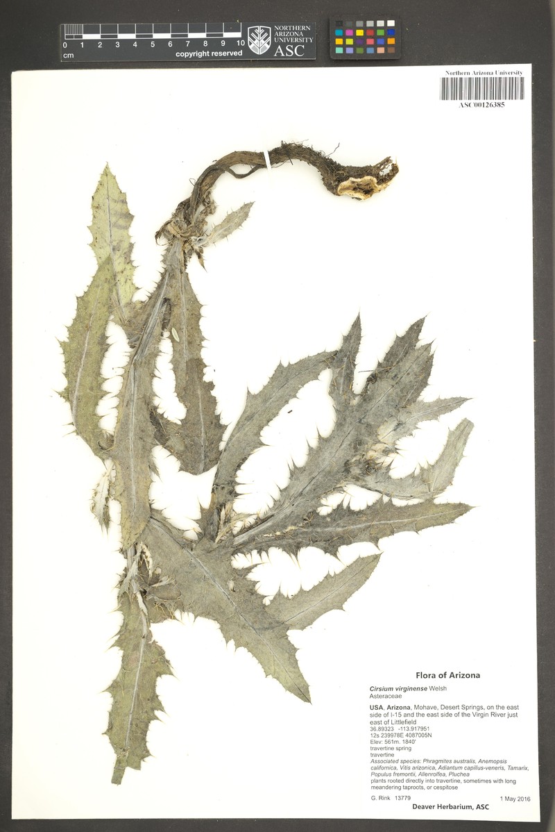 Virgin Thistle photo 3