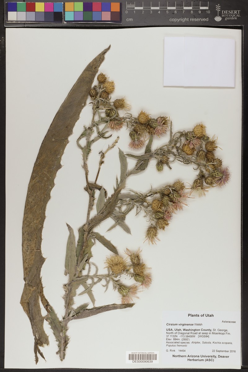 Virgin Thistle photo 4