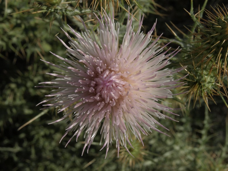 Virgin Thistle