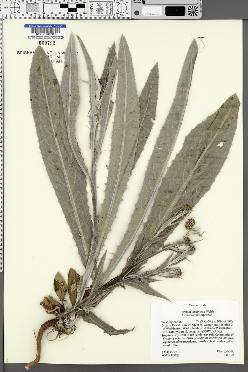 Virgin Thistle