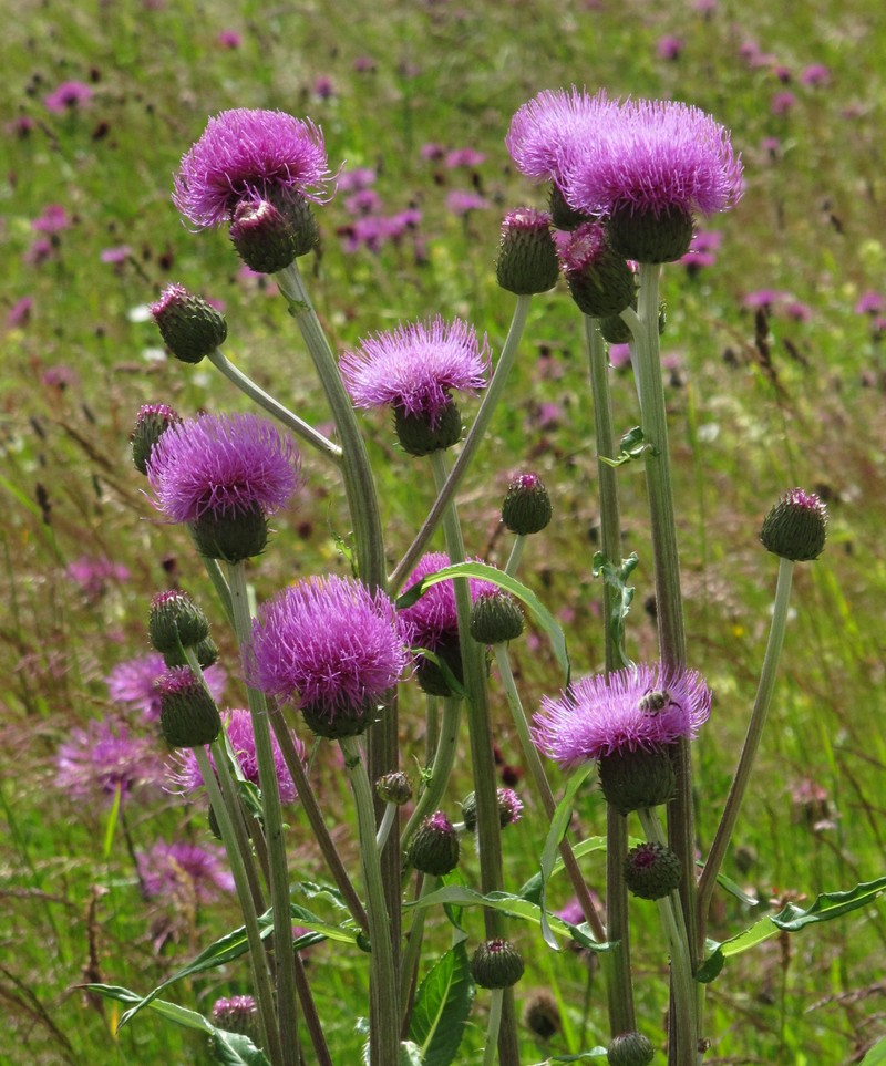 Virginia Thistle