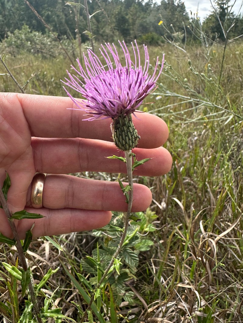 Virginia Thistle