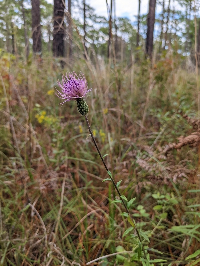 Virginia Thistle photo 2